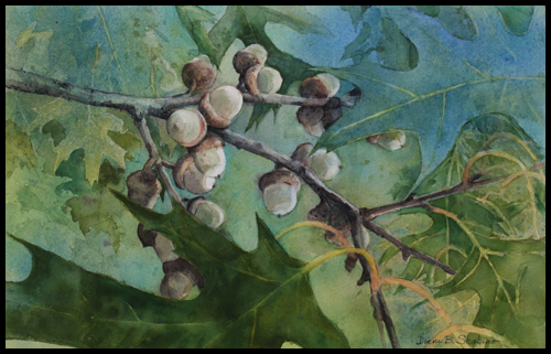 adolescentacorns1