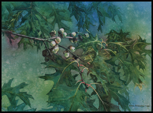 AdolescentAcorns2