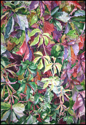 five leaf ivy