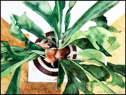 frondlystaghorn