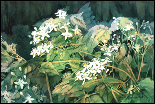 sweetautumnclematis