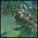 adolescacorns2