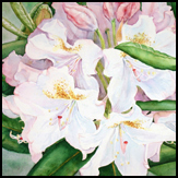 rhododendrongreatdanesmall