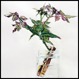 rosehips&clothespinsmall