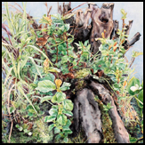stumpedinbgparksmall